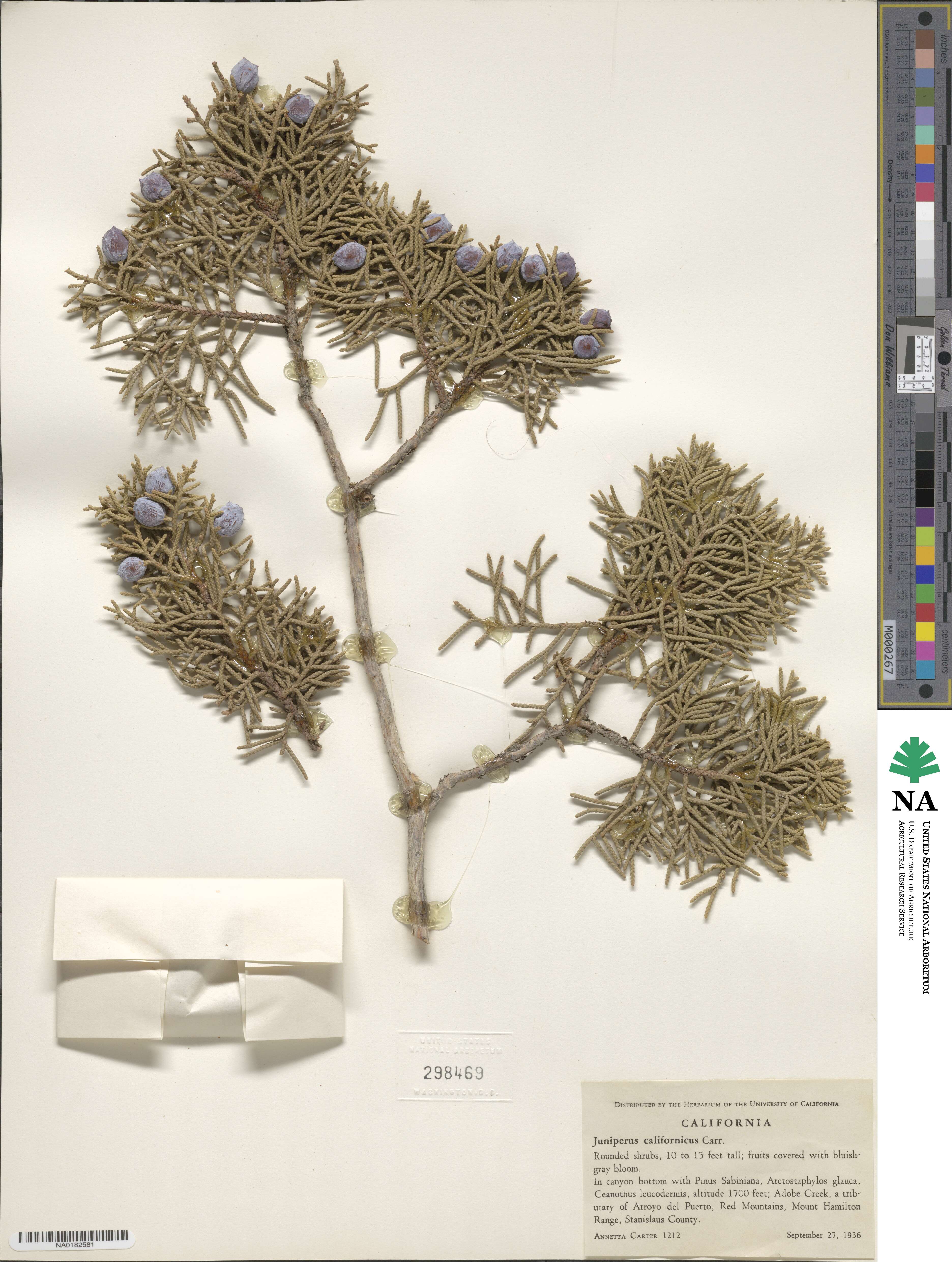 Juniperus californica image