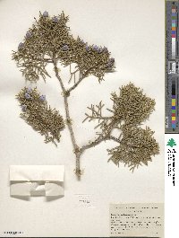 Juniperus californica image