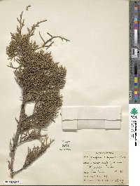 Juniperus californica image