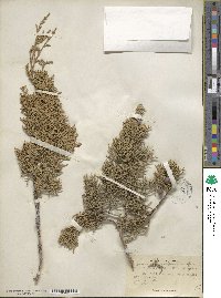 Juniperus californica image