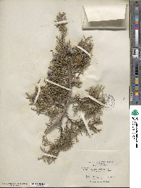 Juniperus californica image