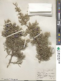 Juniperus californica image