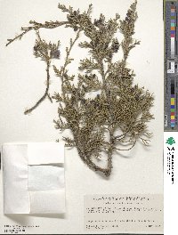 Juniperus californica image