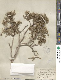 Juniperus californica image