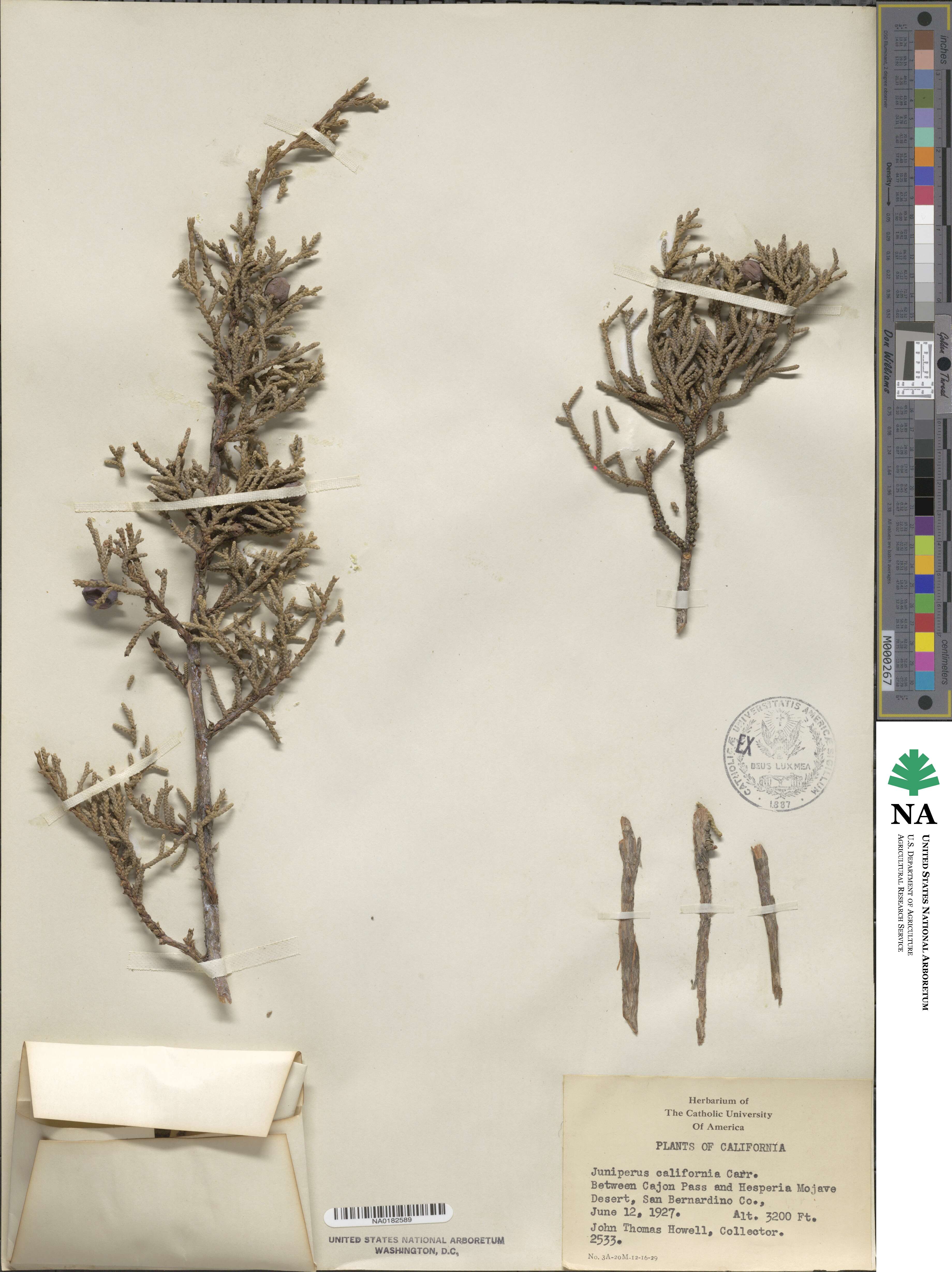 Juniperus californica image
