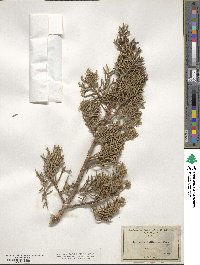 Juniperus californica image