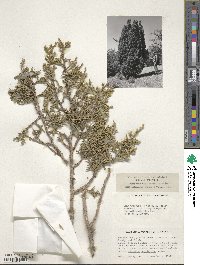 Juniperus californica image