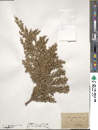 Juniperus communis image