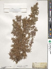 Juniperus communis image