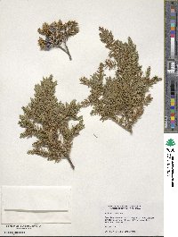 Juniperus communis image