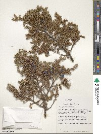 Juniperus communis image