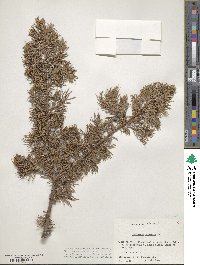 Juniperus communis image