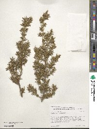 Juniperus communis image