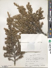 Juniperus communis image