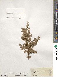 Juniperus communis image