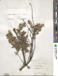 Juniperus communis image