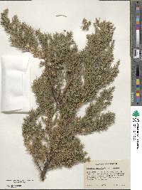 Juniperus communis image