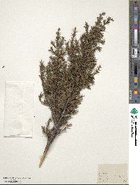 Juniperus communis image