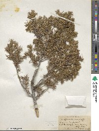 Juniperus communis image