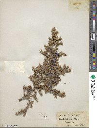 Juniperus communis image