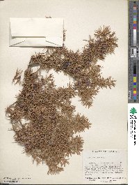 Juniperus communis image