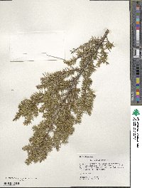 Juniperus communis image