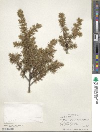 Juniperus communis image