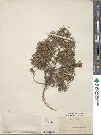 Juniperus communis image