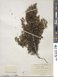 Juniperus communis image