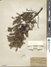 Juniperus communis image