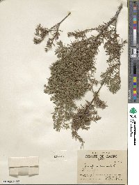 Juniperus communis image