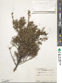 Juniperus communis image