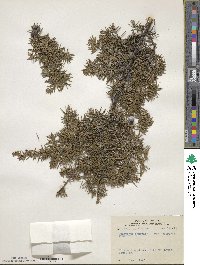 Juniperus communis var. depressa image