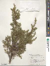 Juniperus communis var. depressa image