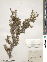 Juniperus communis var. depressa image