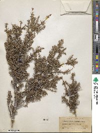 Juniperus communis image