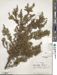 Juniperus communis var. depressa image