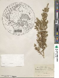 Juniperus communis image