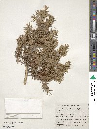 Juniperus communis var. depressa image