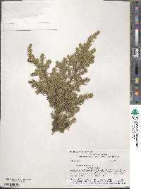 Juniperus communis var. depressa image