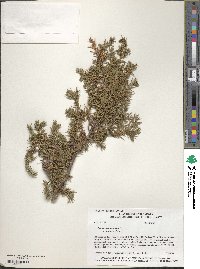 Juniperus communis image