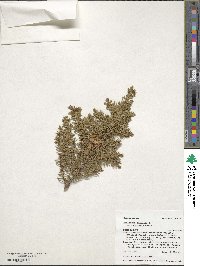 Juniperus communis image