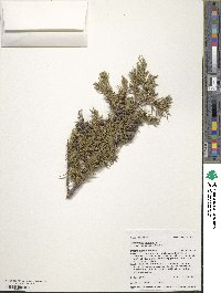 Juniperus communis var. depressa image