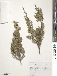 Juniperus communis var. depressa image