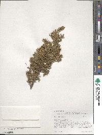 Juniperus communis var. depressa image