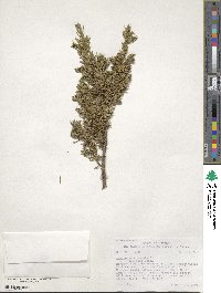 Juniperus communis image