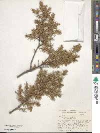 Juniperus communis var. depressa image