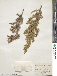 Juniperus communis image