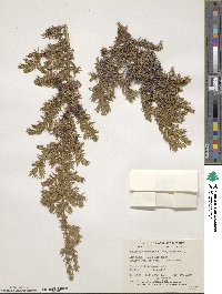 Juniperus communis var. depressa image