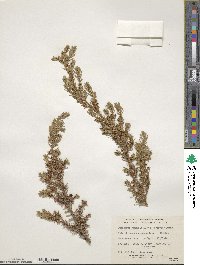 Juniperus communis var. depressa image